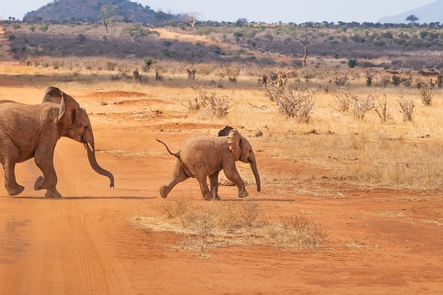 safari