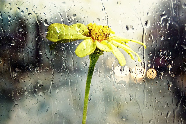 kvet za oknom